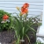 LILIOWCE HEMEROCALLIS Moses Fire DUŻY P11