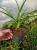 LILIOWCE HEMEROCALLIS Moses Fire DUŻY P11