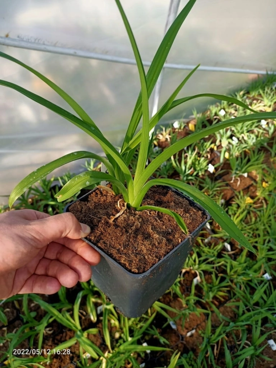 LILIOWCE HEMEROCALLIS Moses Fire DUŻY P11