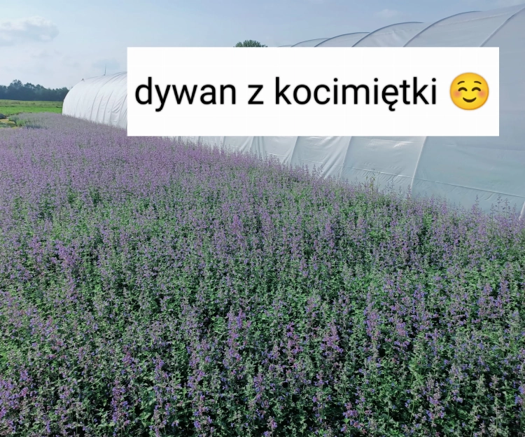 Kocimiętka Nepeta p9