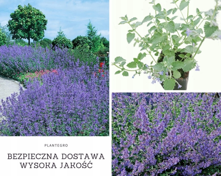 Kocimiętka Nepeta p9