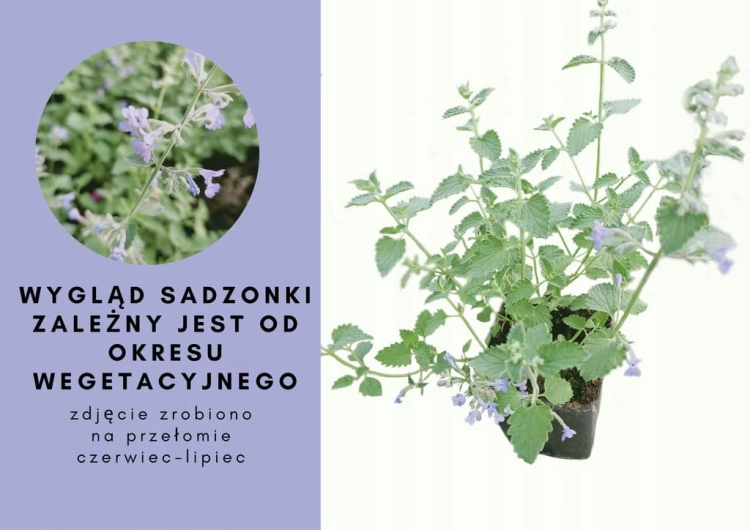Kocimiętka Nepeta p9