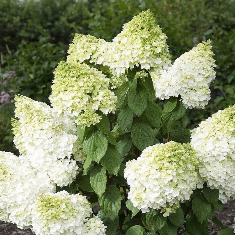 HORTENSJA BUKIETOWA MOONLIGHT sadzonka