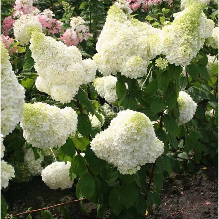 HORTENSJA BUKIETOWA MOONLIGHT sadzonka
