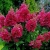 HORTENSJA BUKIETOWA WIMS RED P9