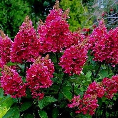 HORTENSJA BUKIETOWA WIMS RED P9