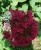 HORTENSJA BUKIETOWA WIMS RED P9