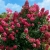 HORTENSJA BUKIETOWA WIMS RED P9