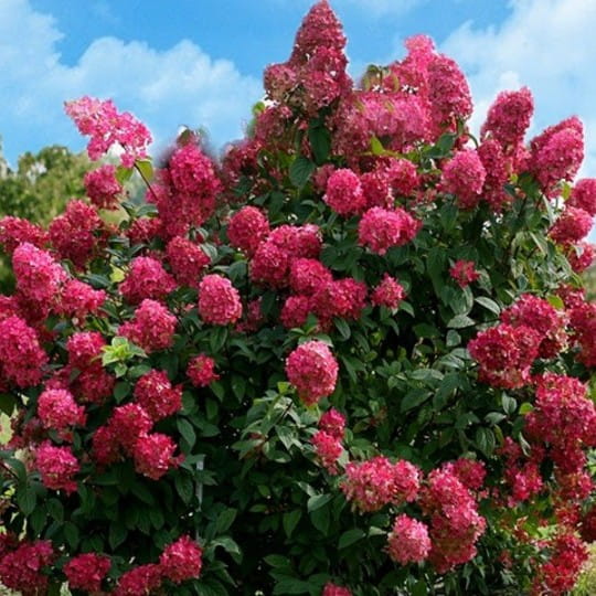 HORTENSJA BUKIETOWA WIMS RED P9
