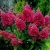 HORTENSJA BUKIETOWA WIMS RED P9