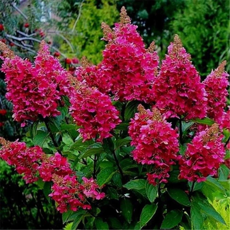 HORTENSJA BUKIETOWA WIMS RED P9