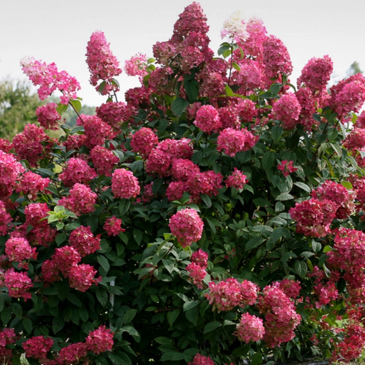 HORTENSJA BUKIETOWA WIMS RED P9