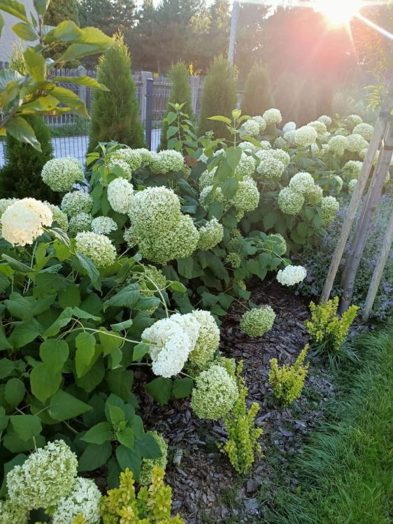Hortensja BUKIETOWA ANABELLE p9 Duże Kwiaty