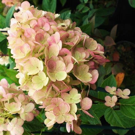 HORTENSJA BUKIETOWA SUNDAE FRAISE p9
