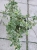 Trzmielina Emerald Gaiety p9