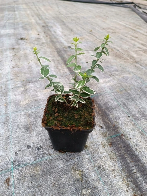 Trzmielina Emerald Gaiety p9