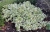 Trzmielina Emerald Gaiety p9