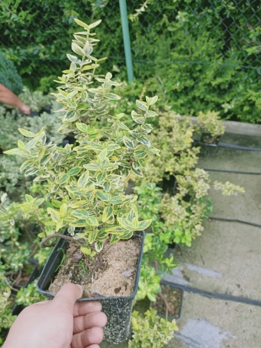 Trzmielina żółta Emerald Gold p9