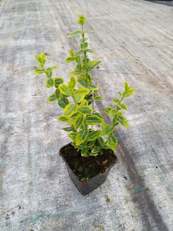 Trzmielina żółta Emerald Gold p9