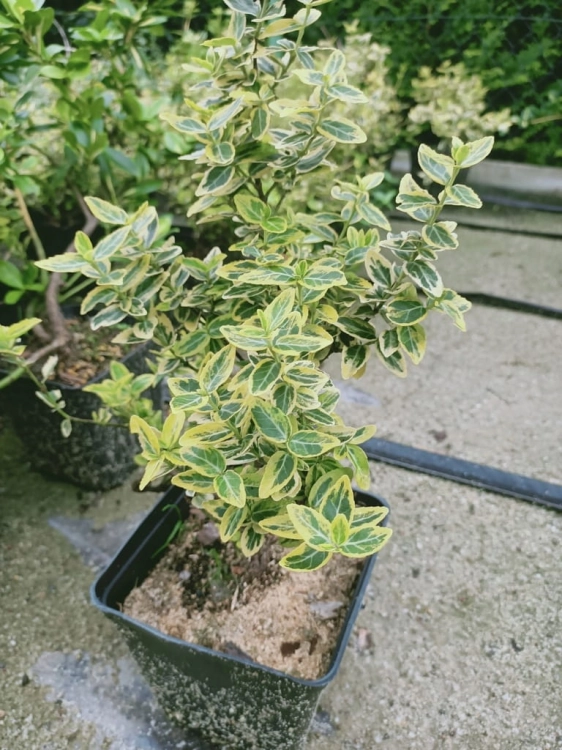 Trzmielina żółta Emerald Gold p9