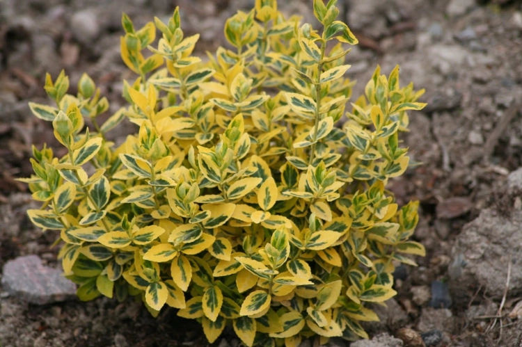 Trzmielina żółta Emerald Gold p9