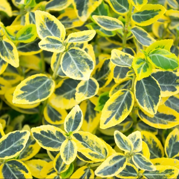 Trzmielina żółta Emerald Gold p9