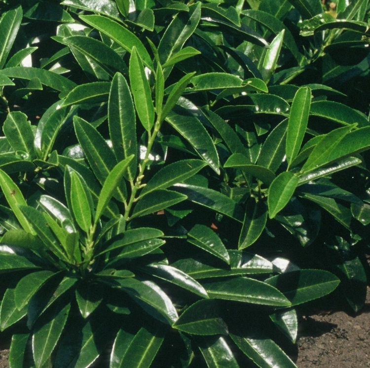 Laurowiśnia p9