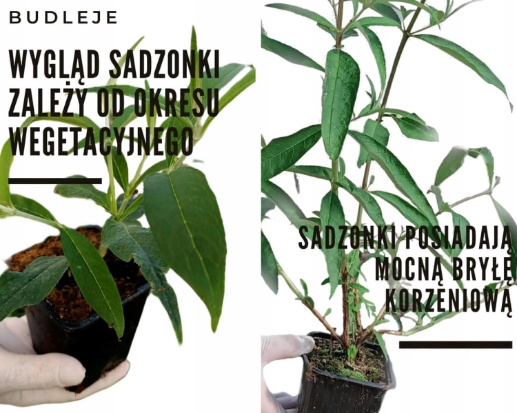 Budleja Dawida Royal Red P9