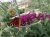Budleja Dawida Royal Red P9