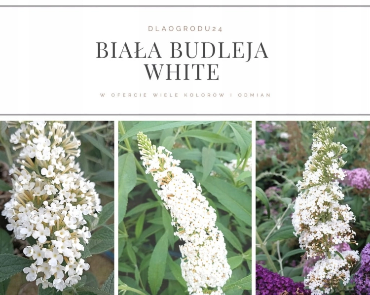Budleja Dawida Biała  P9
