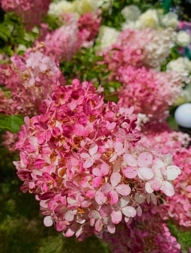 HORTENSJA BUKIETOWA RENHY VANILLE FRAISE p9