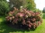 HORTENSJA BUKIETOWA RENHY VANILLE FRAISE p9