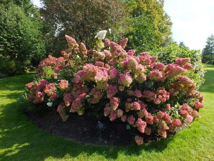 HORTENSJA BUKIETOWA RENHY VANILLE FRAISE p9