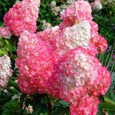 HORTENSJA BUKIETOWA RENHY VANILLE FRAISE p9