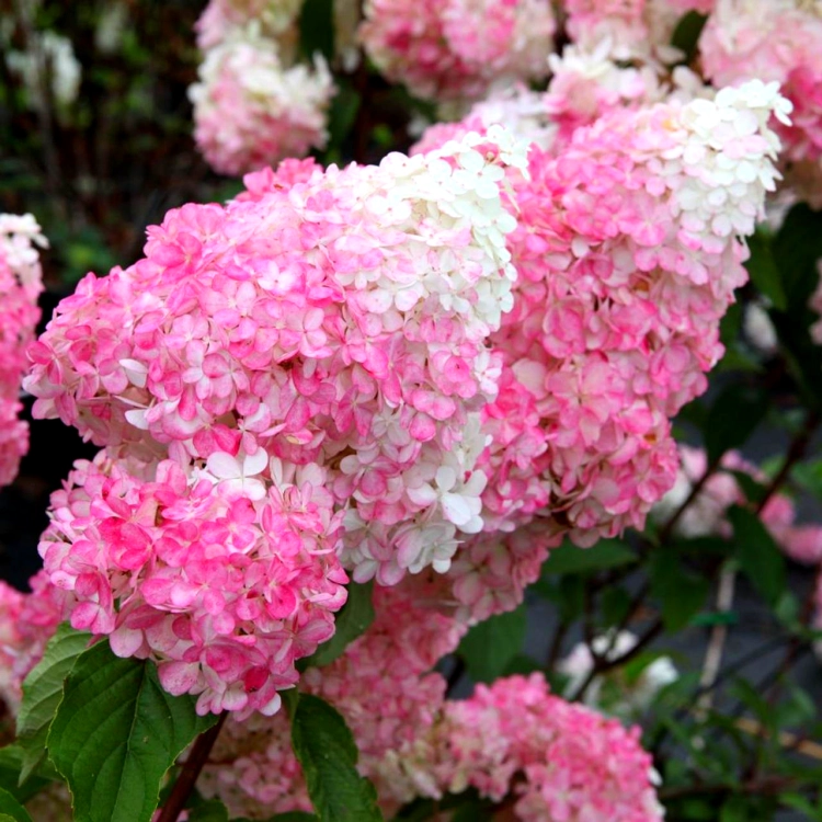 HORTENSJA BUKIETOWA RENHY VANILLE FRAISE p9