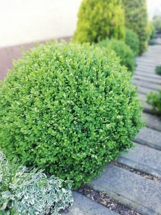 Bukszpan sadzonka duża sadzonka P11