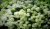 Hortensja Bukietowa GRANDIFLORA p9