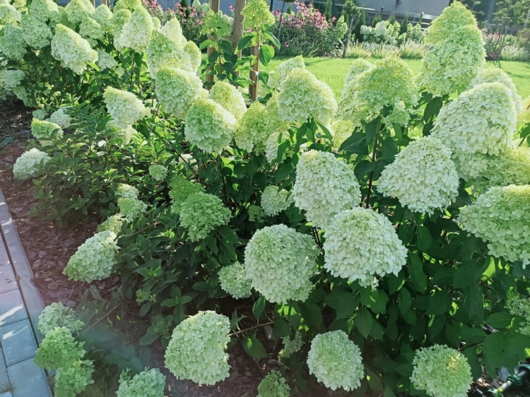 Hortensja Bukietowa GRANDIFLORA p9