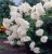 Hortensja Bukietowa GRANDIFLORA p9