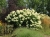 Hortensja Bukietowa GRANDIFLORA p9
