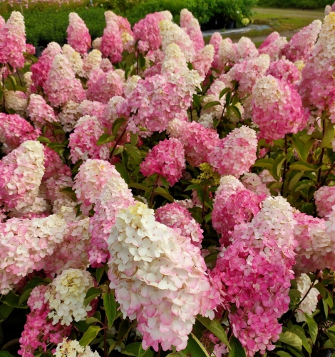 Hortensja FRAISE MELBA p9