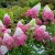 Hortensja FRAISE MELBA p9