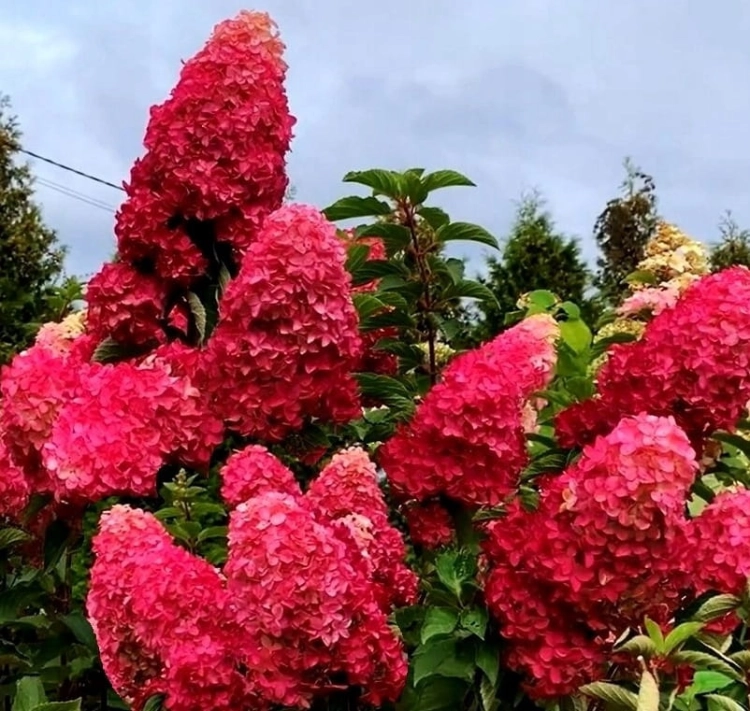 Hortensja FRAISE MELBA p9