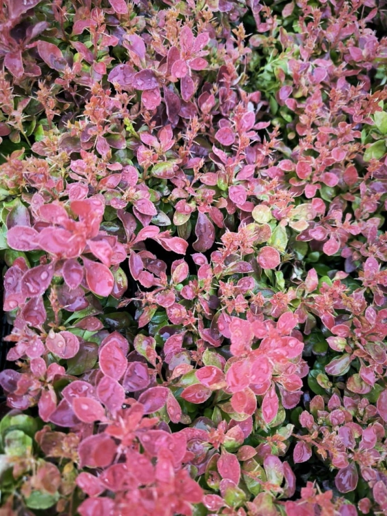 Berberys PAOLA