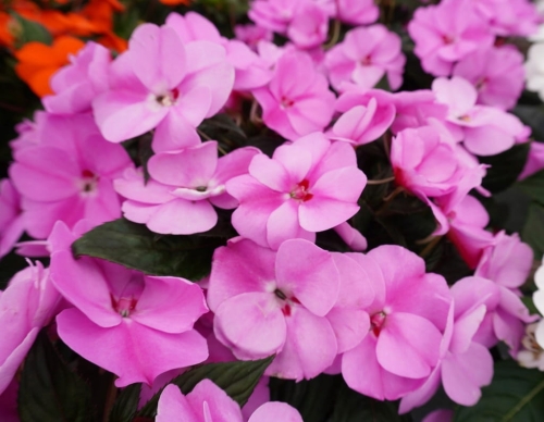 Niecierpek Sunpatiens Vigorous Lavender Splash