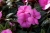 Niecierpek Sunpatiens Vigorous Lavender Splash