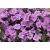 Niecierpek Sunpatiens Vigorous Lavender Splash