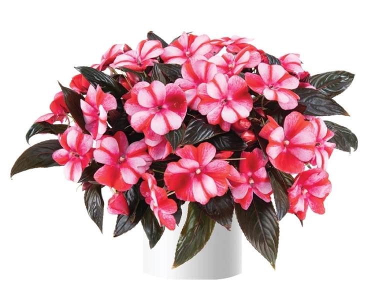 Niecierpek Sunpatiens Vigorous Peach Candy