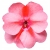 Niecierpek Sunpatiens Vigorous Peach Candy