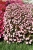 Niecierpek Sunpatiens Vigorous Peach Candy